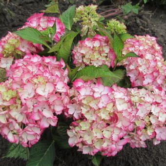 Hydrangea macrophylla CHARMING 'Sophia'