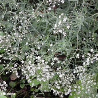 Gypsophila paniculata