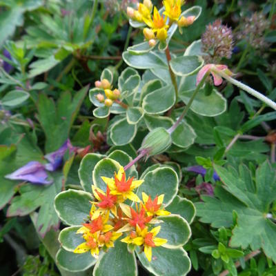 Sedum kamtschaticum 'Variegatum' - Sedum kamtschaticum 'Variegatum'