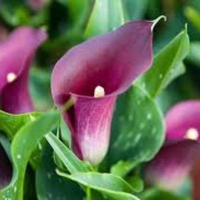 Calla des marais - Calla palustris