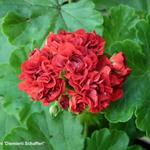 Pelargonium 'Diemierii Schafferi' - 