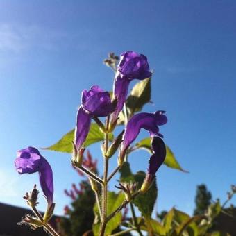 Strobilanthes atropurpureus