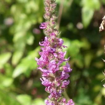 Lythrum salicaria