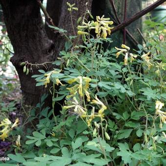 Corydalis lutea