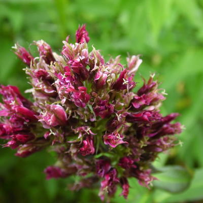 Phlox paniculata 'Red Feelings' - 