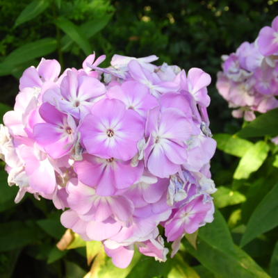 Phlox paniculata 'Utopia' - 