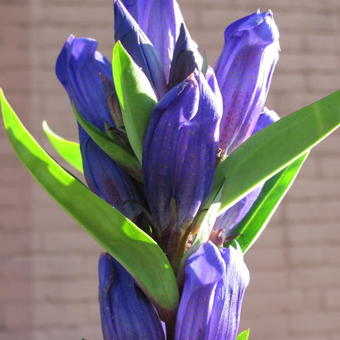 Gentiana