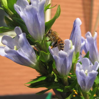 Gentiana