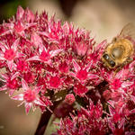 Sedum telephium 'Chocolate'  - 