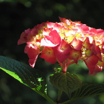 Hydrangea macrophylla 'King George V'