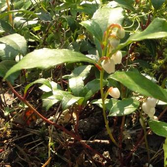 Gaultheria procumbens