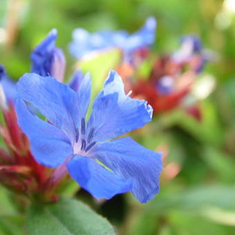 Ceratostigma plumbaginoides