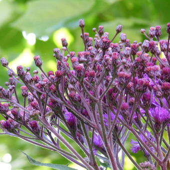 Vernonia crinita