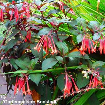 Fuchsia triphylla 'Gartenmeister Bonstedt'