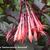 Fuchsia triphylla 'Gartenmeister Bonstedt'