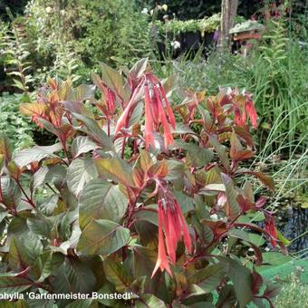 Fuchsia triphylla 'Gartenmeister Bonstedt'