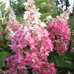 Hydrangea paniculata 'Pinky Winky' 