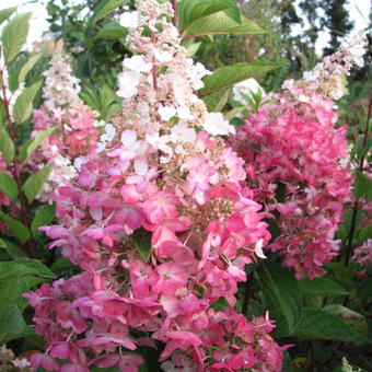 Hydrangea paniculata 'Pinky Winky'