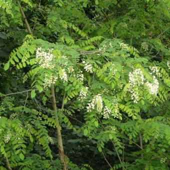 Robinia pseudoacacia