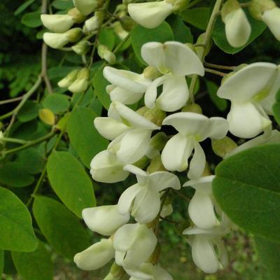 Robinia pseudoacacia - FAUX ACACIA  , ROBINIER FAUX ACACIA,