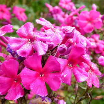 Phlox paniculata 'Starfire'