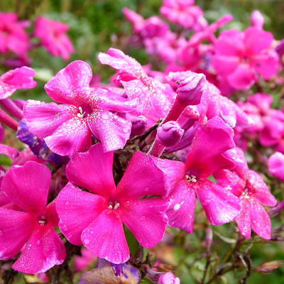 Phlox paniculata 'Starfire' - Phlox paniculata 'Starfire'