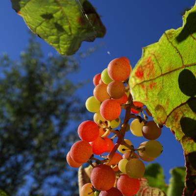 Vitis vinifera 'Vanessa'