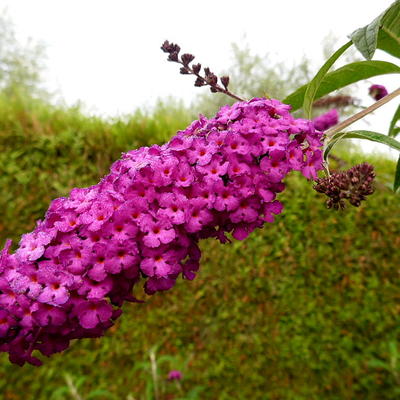 Buddleja davidii  'Royal Red'