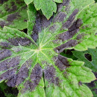 Geranium phaeum 'Samobor'