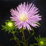 Callistephus chinensis  - Aster de Chine