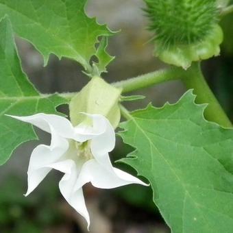 Datura stramonium