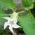 Datura stramonium