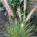 Pennisetum  - 