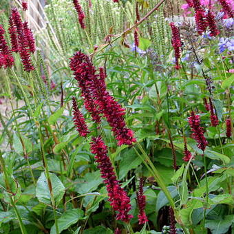 Persicaria amplexicaulis 'Blackfield'