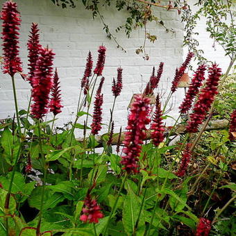 Persicaria amplexicaulis 'Blackfield'