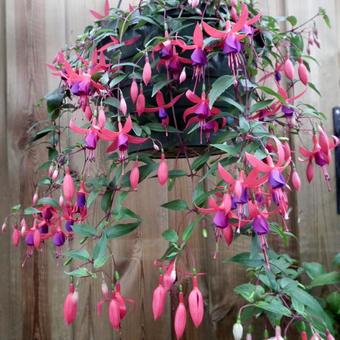 Fuchsia 'Wilma Versloot'