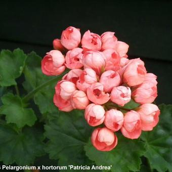 Pelargonium x hortorum 'Patricia Andrea'