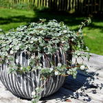 Pilea 'Greyzy'  - 