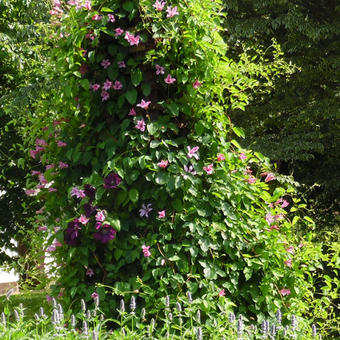 Clematis texensis 'Duchess of Albany'