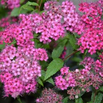 Spiraea japonica 'Anthony Waterer'