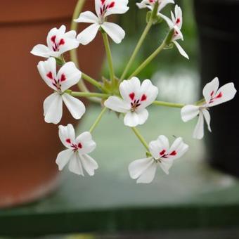 Pelargonium echinatum