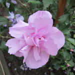 Hibiscus syriacus 'Ardens' - 