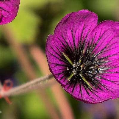 Geranium 'Sandrine' - Geranium 'Sandrine'