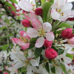 Malus 'Courtabri'  - 