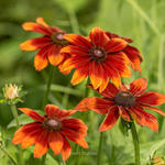 Rudbeckia hirta 'Autumn Colours' - 