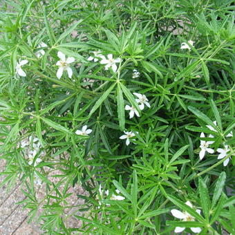 Choisya ternata 'White Dazzler'