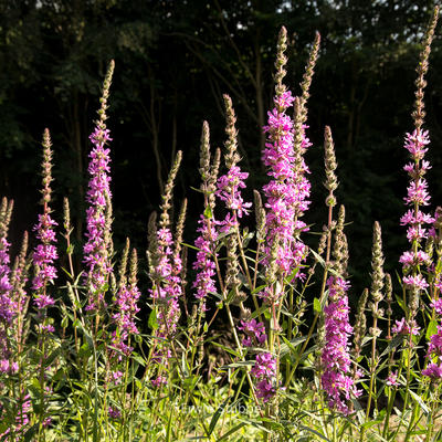 Lythrum salicaria 'Rosy Gem'