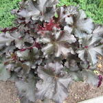 Heuchera 'Black Beauty' - 