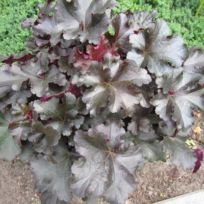 Heuchera 'Black Beauty' - Heuchera 'Black Beauty'