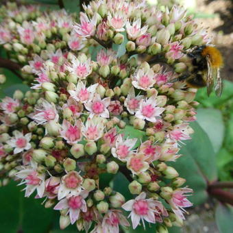 Sedum 'Matrona'